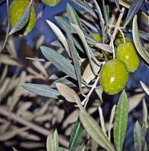 мыло на оливковом масле